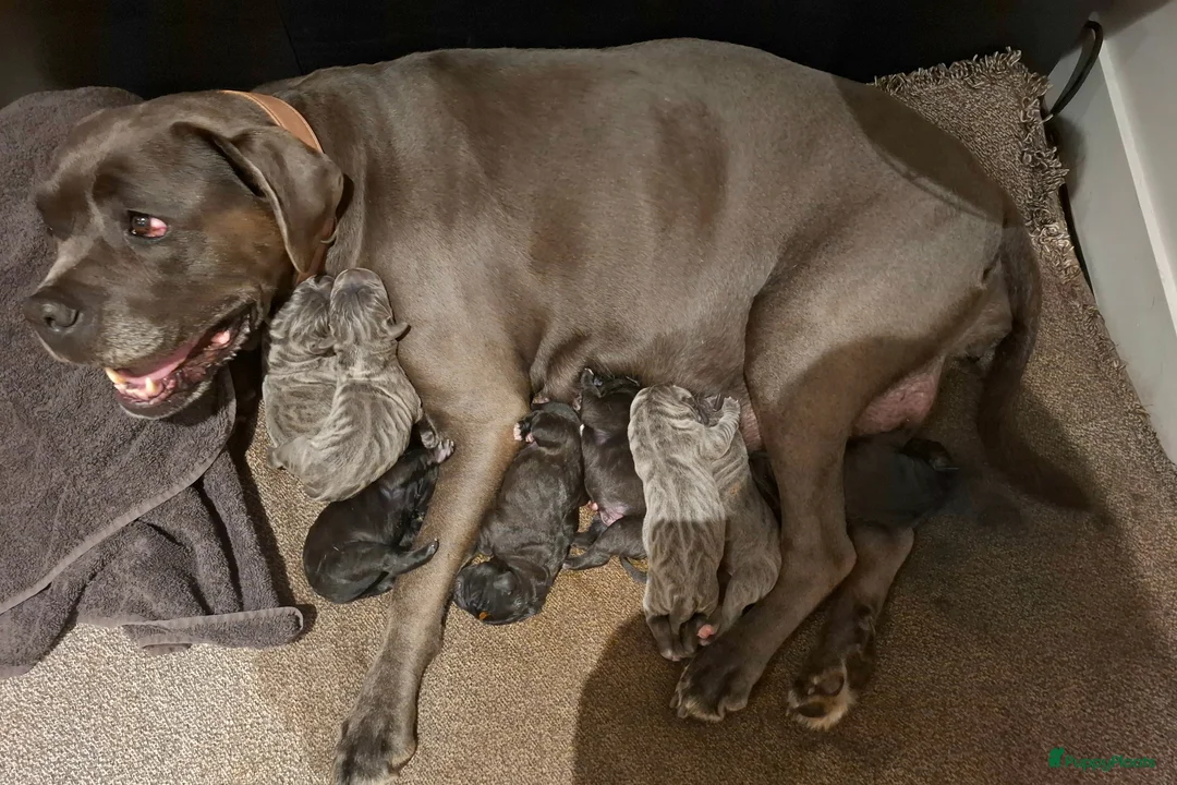 Cane Corso honden te koop: Cane Corso puppy's te koop - Advertentie 5