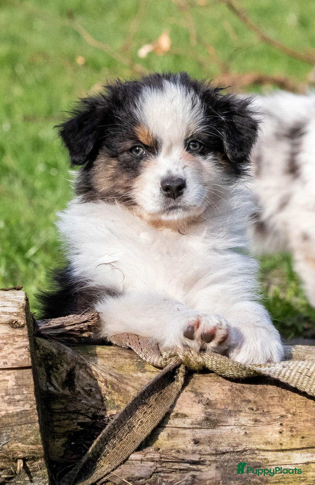 Australian Shepherd honden te koop: Australische Herder pups, super gesocialiseerd 🌸 - Advertentie 25