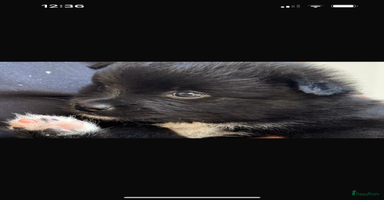 Pomeriaan honden - Advertentie 14