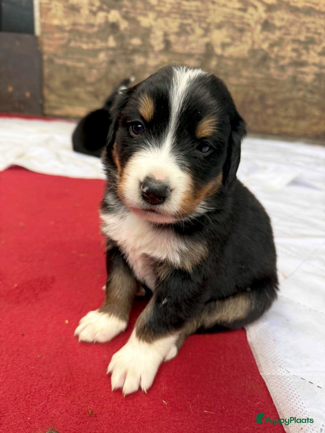 Berner Sennenhond honden te koop: Berner Sennen x Appenzeller pups te koop - Afbeelding 13