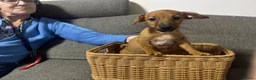 Jack Russel Terriër honden te koop: Jackrussel puppy’s  - Advertentie 2