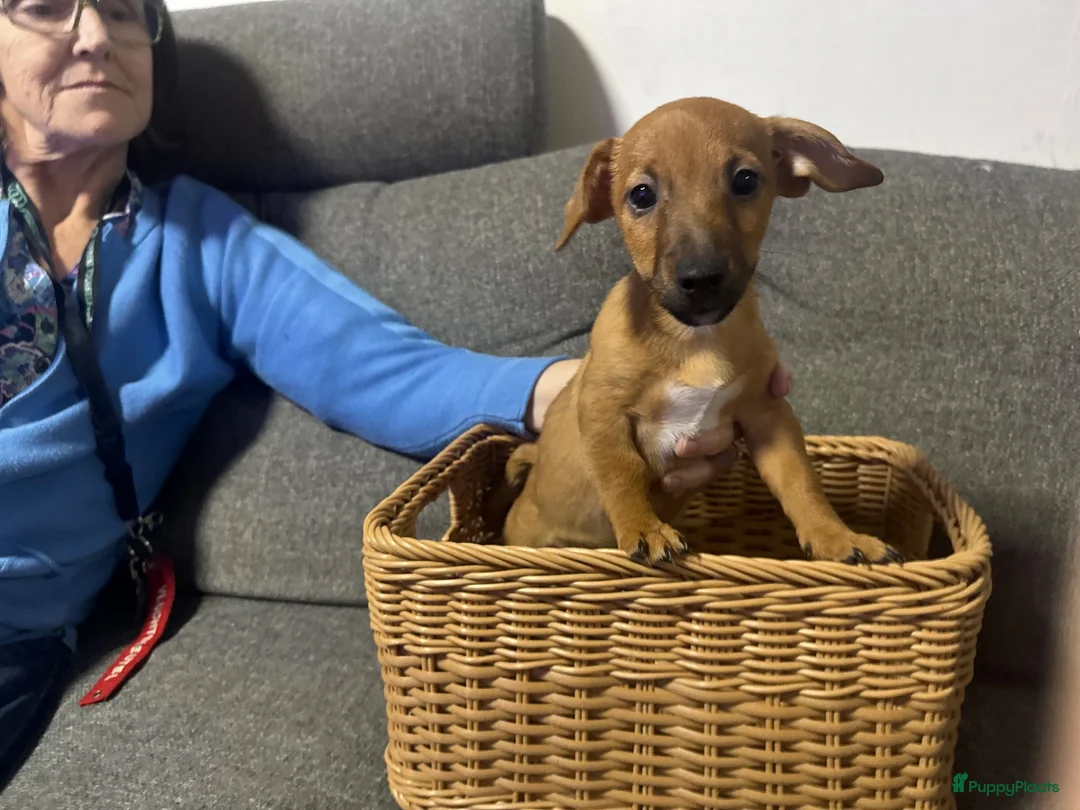 Jack Russel Terriër honden te koop: Jackrussel puppy’s  - Advertentie 2