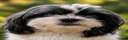 Kruising honden te koop: Maltipoo boomer  - Advertentie 2