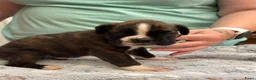 Boxer honden te koop: Mooie boxer pups in Baarle-Nassau - Advertentie 6