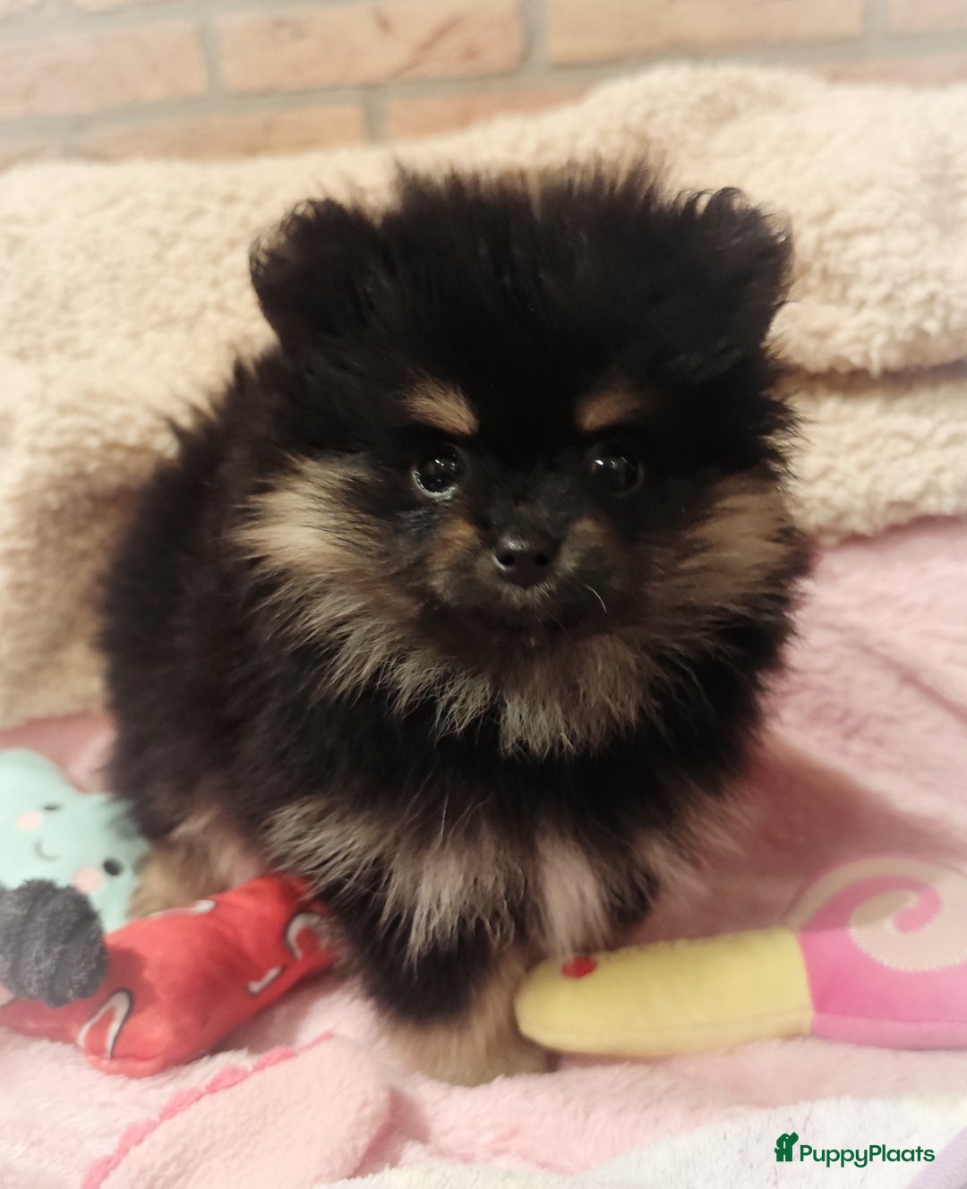 Pomeriaan honden te koop: Nog twee super schattige knappe pomeranian puppys - Advertentie 2