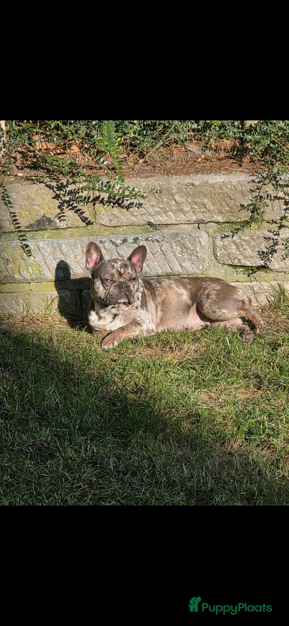 Franse Bulldog honden Franse bulldog pupjes - Advertentie 1