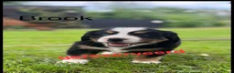 Berner Sennenhond honden te koop: Berner sennen pups - Advertentie 13