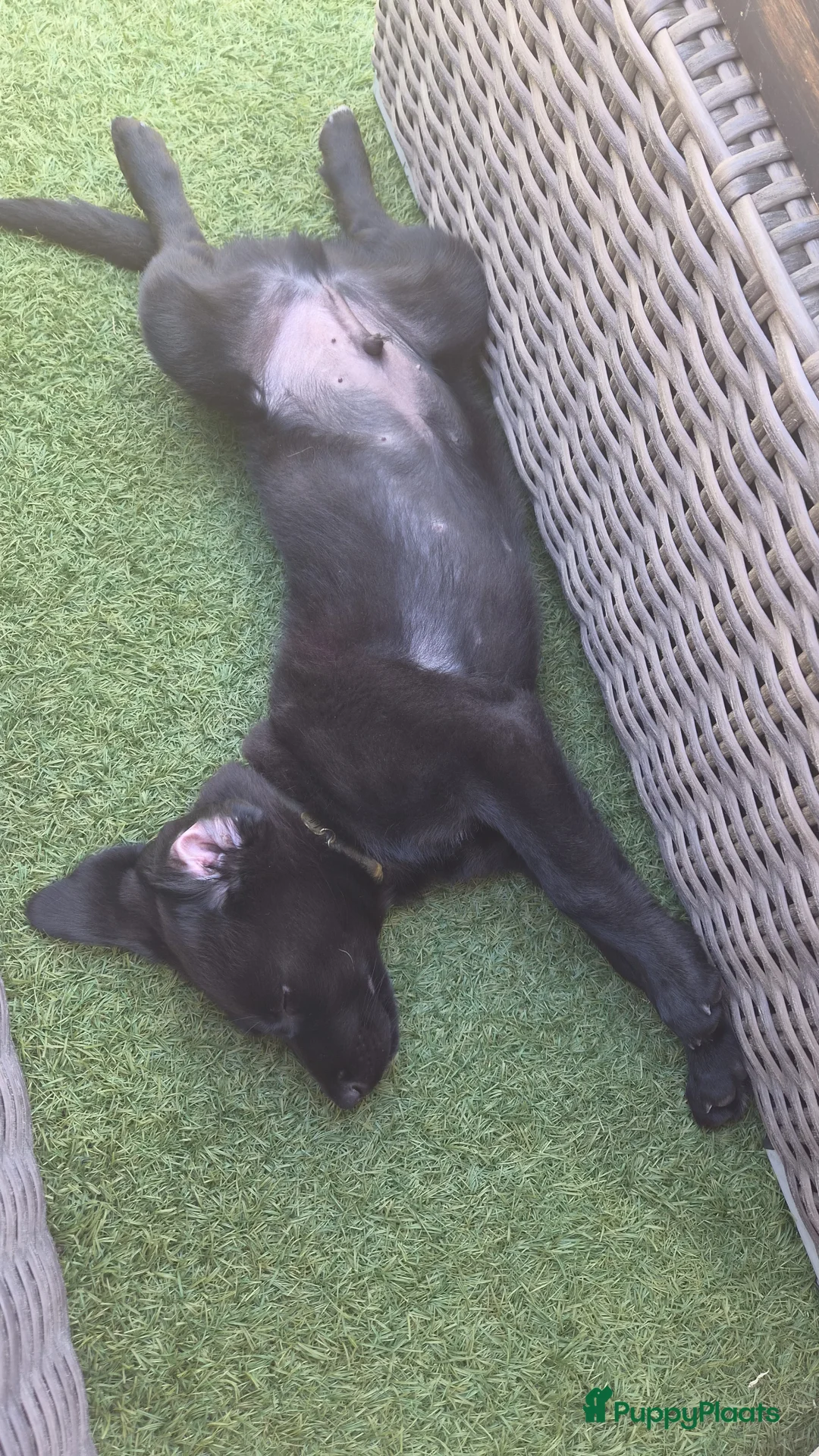 Kruising honden te koop: Wij willen heel graag een forever home in Zevenaar - Advertentie 2