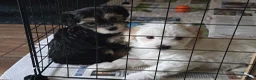 Morkie honden te koop: Zeer mooie witte Morkie pups reutjes in Groningen - Advertentie 4