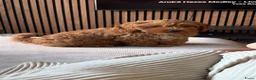 Kruising honden te koop: Puppy te koop in Heukelum - Advertentie 6