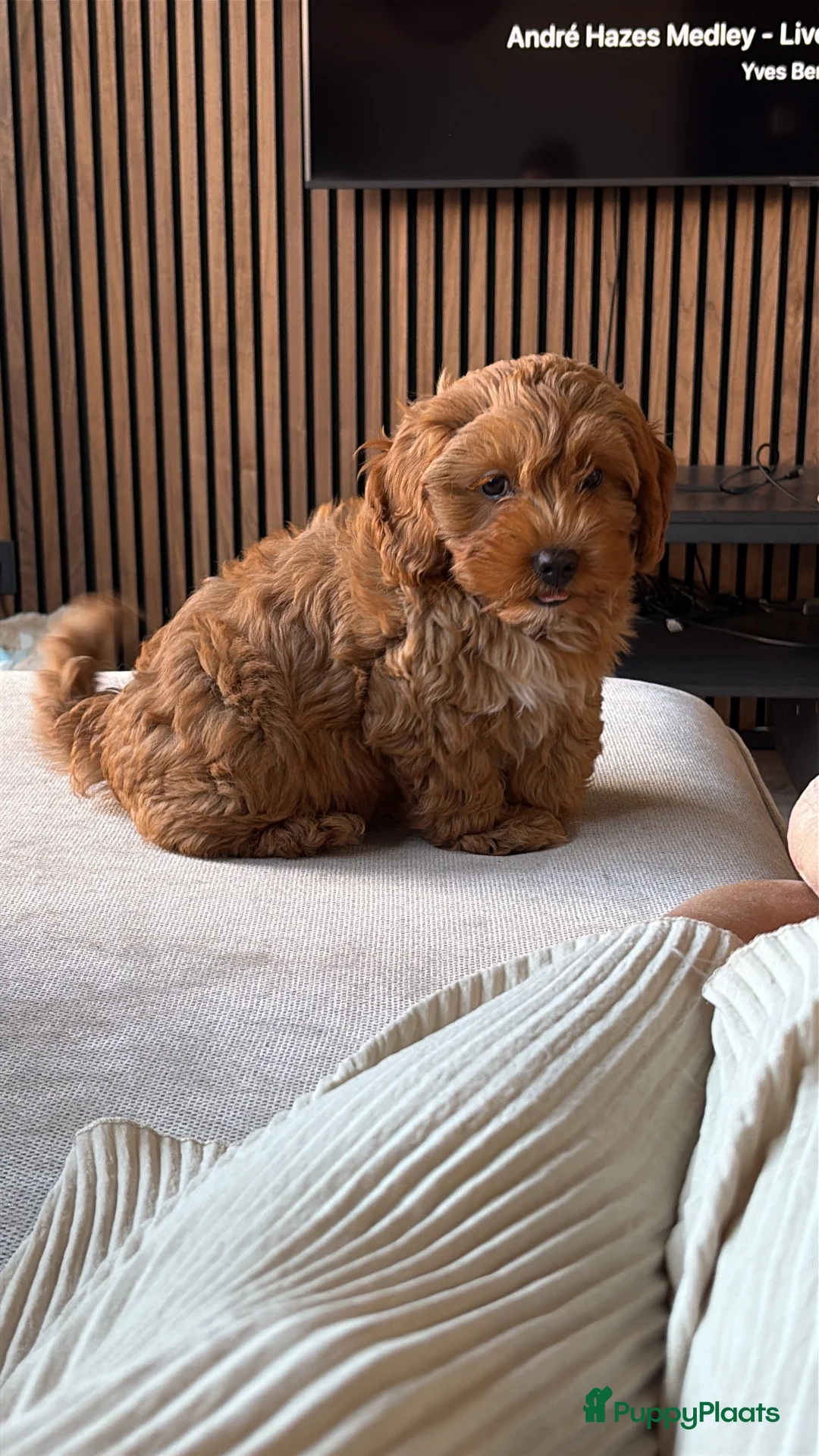 Kruising honden te koop: Puppy te koop in Heukelum - Advertentie 6