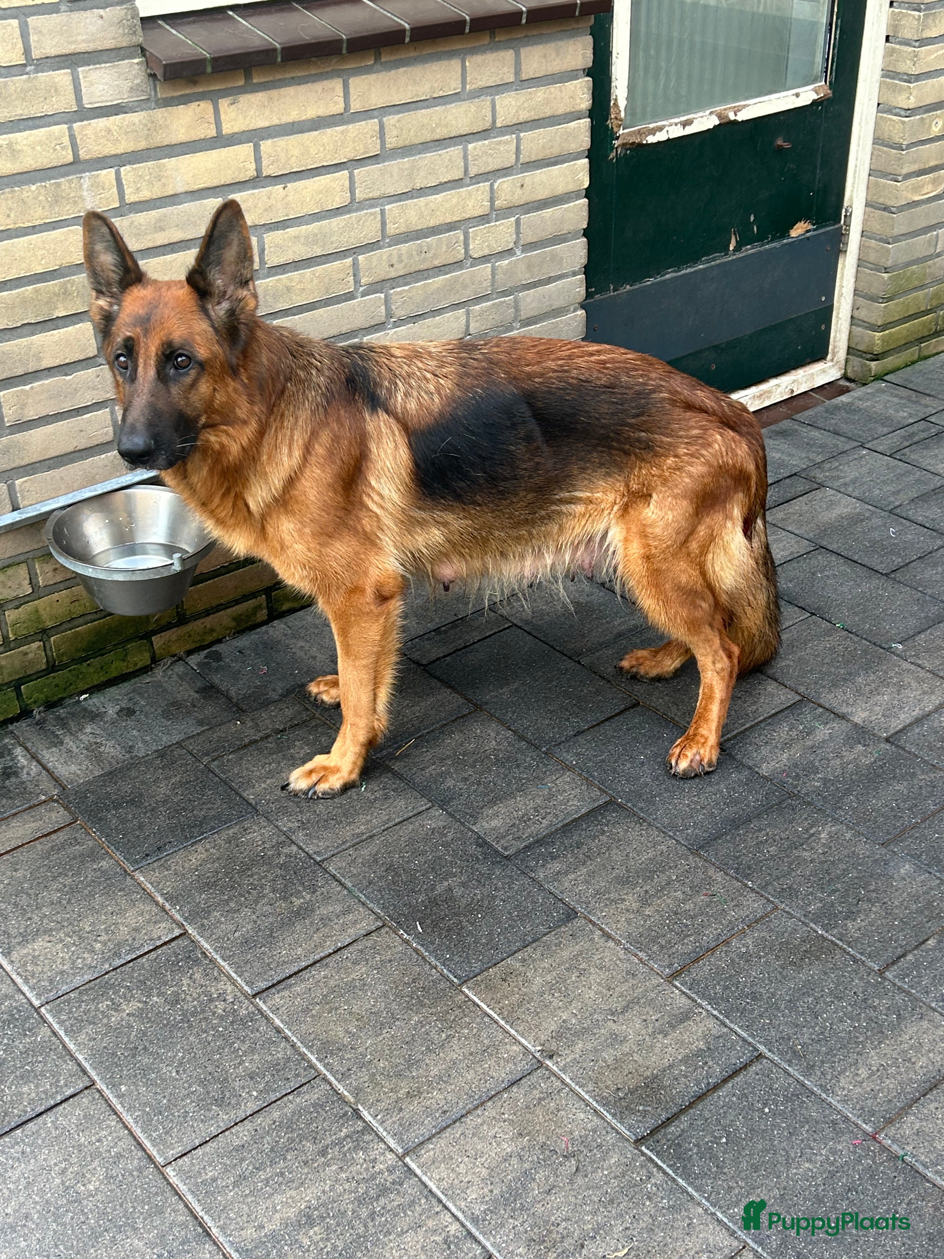 Duitse Herder honden Mooie stamboom duitseherder pups  - Advertentie 2