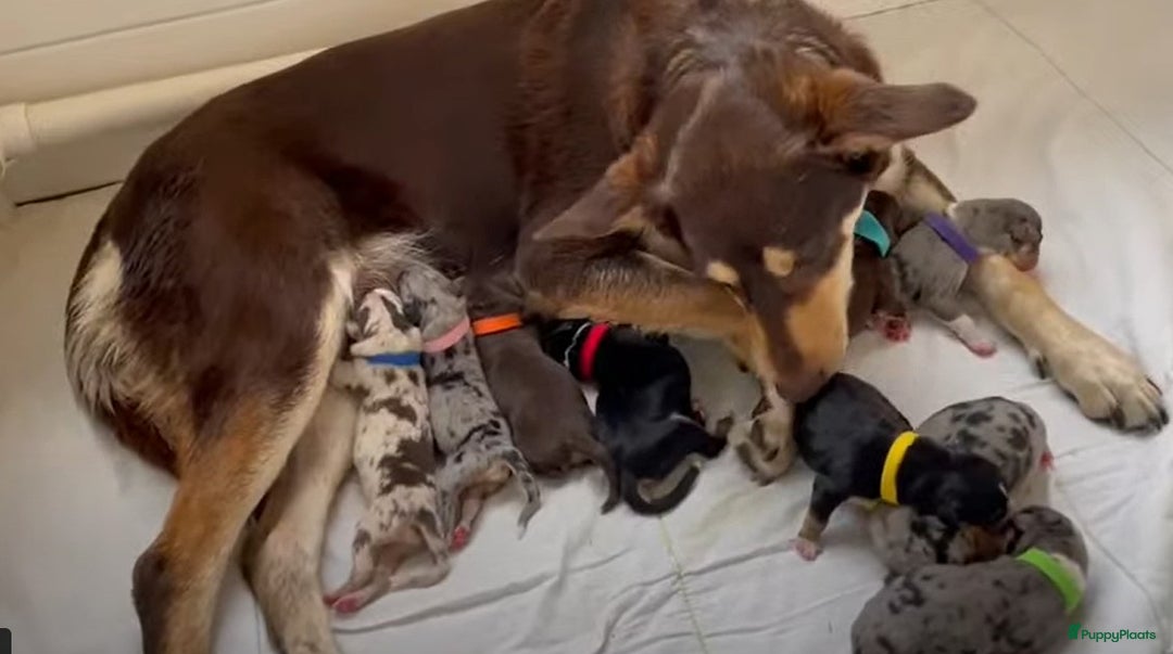 Australian Shepherd honden te koop: Australian Shepherd x Kelpie Pups in Maashees - Afbeelding 8