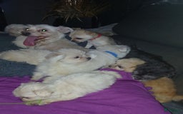 Boomer honden te koop: Prachtige boomer pups .mogen nestje verlaten!! - Afbeelding 24