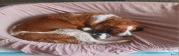 Kooikerhondje honden te koop: Schitterende kooikerpups - Advertentie 11