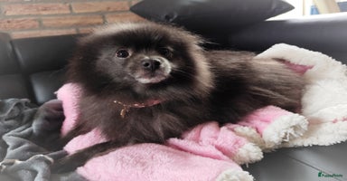 Pomeriaan honden - Advertentie 8