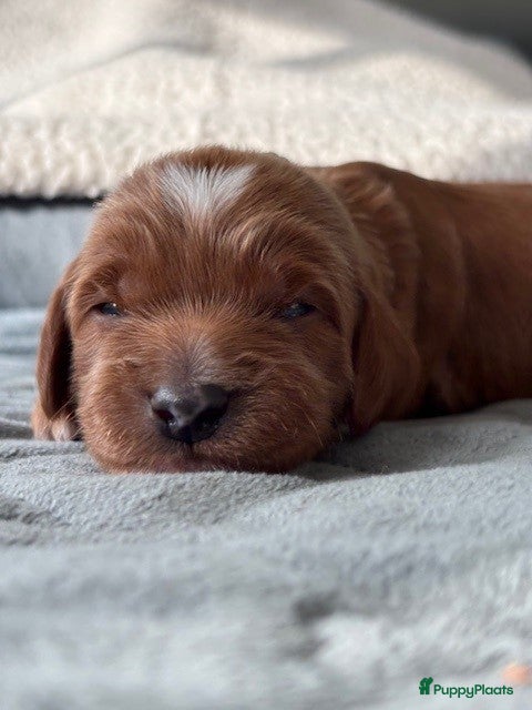 Australian Labradoodle honden Australian labradoodle pup - Advertentie 4
