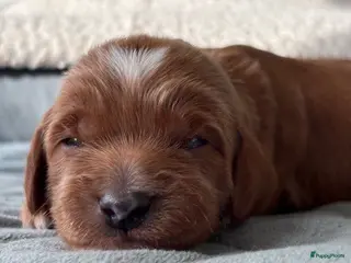 Australian Labradoodle honden Australian labradoodle pup - Advertentie 4