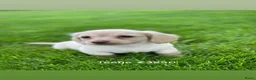 Teckel (langhaar) honden te koop: Langharige kleurrijke teckel pups blond/cream - Advertentie 3