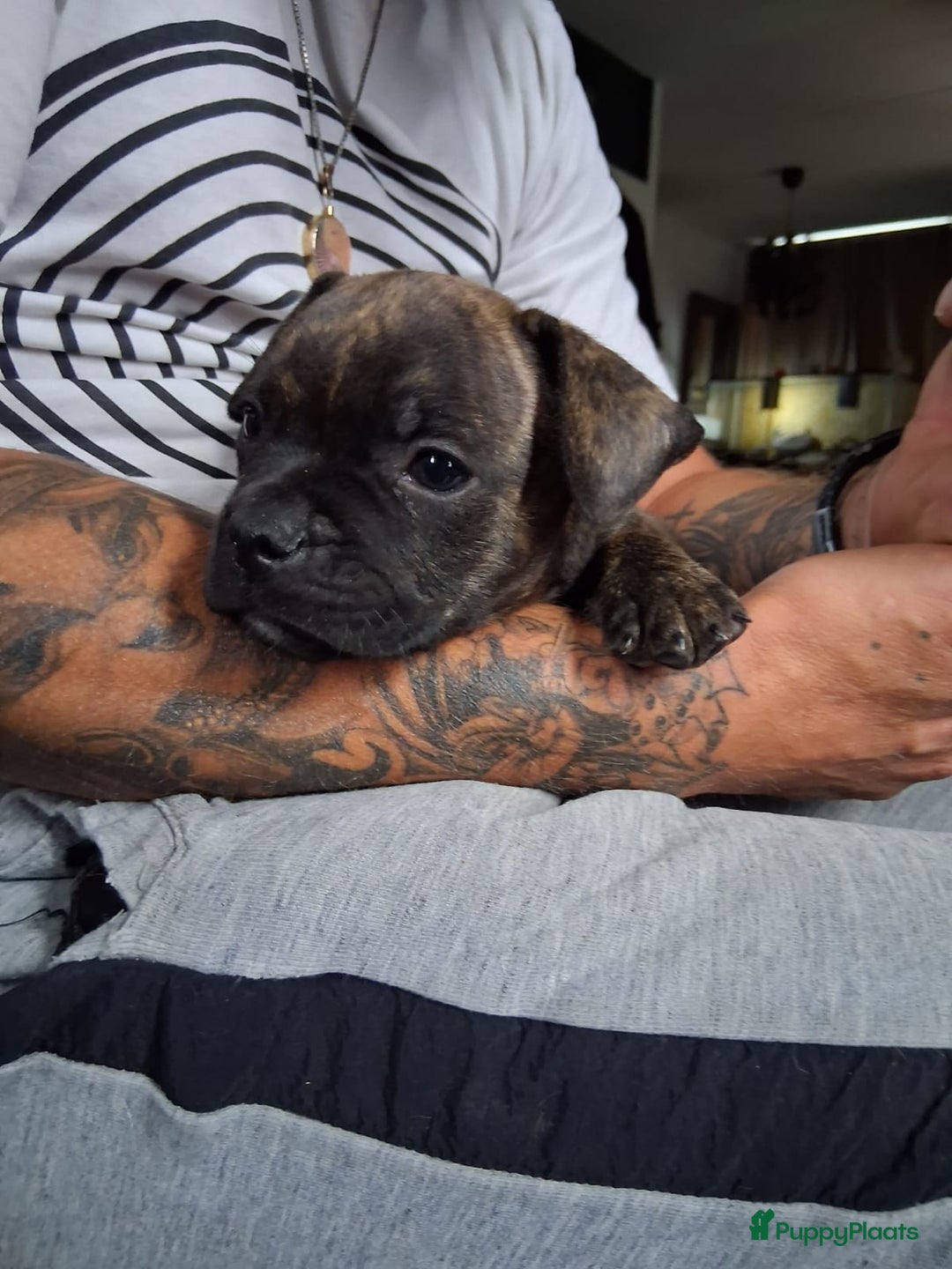 Franse Bulldog honden te koop: Mooie kruising franse bull/American bull te koop - Afbeelding 10