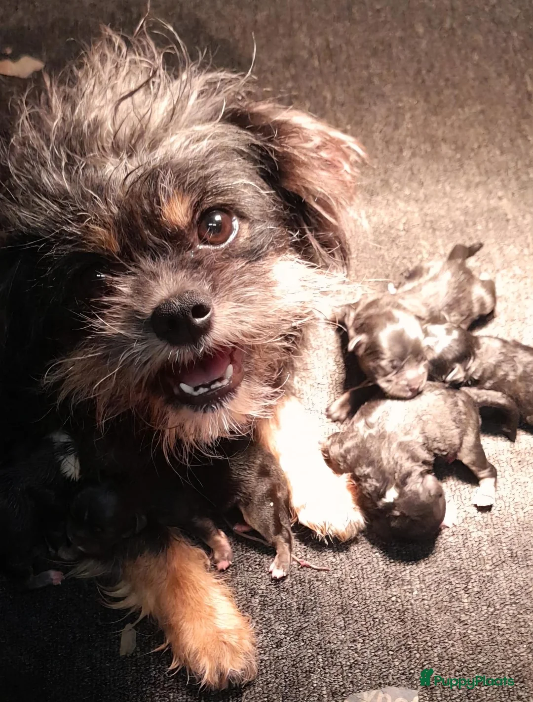 Kruising honden te koop: Lief Nestje Pomeriaan × Boomerpups  - Advertentie 1