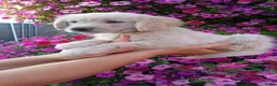 Golden Retriever honden te koop: Te koop  raszuivere golden retrievers pups  - Advertentie 2