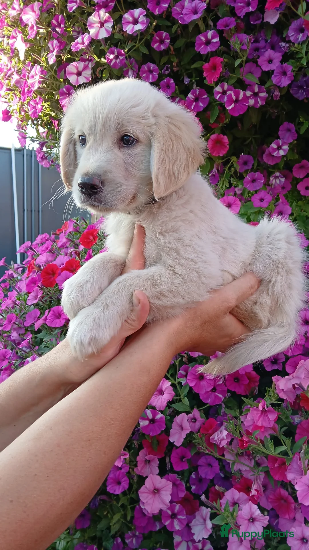 Golden Retriever honden te koop: Te koop  raszuivere golden retrievers pups  - Advertentie 2