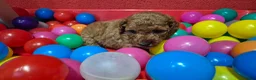 Cockapoo honden te koop: Cockapoo pupjes uit geteste ouders - Advertentie 9
