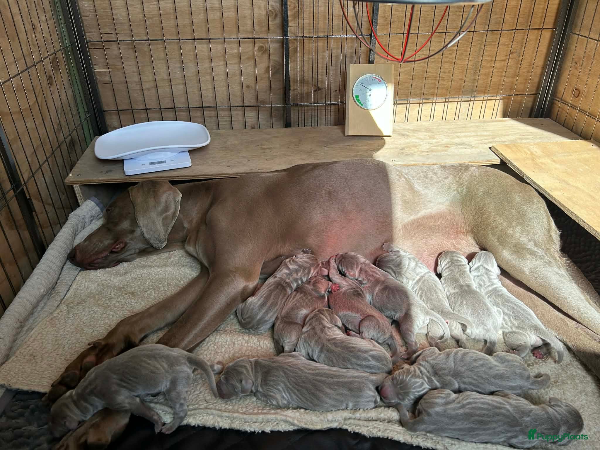 Weimarse Staande Hond korthaar honden Nestje van Viza - Advertentie 1