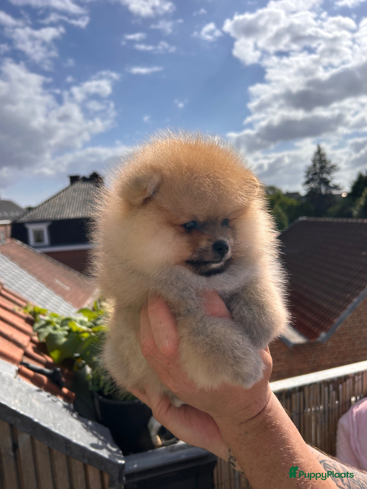 Pomeriaan honden te koop: ❤️Pomeranian❤️ - Advertentie 1