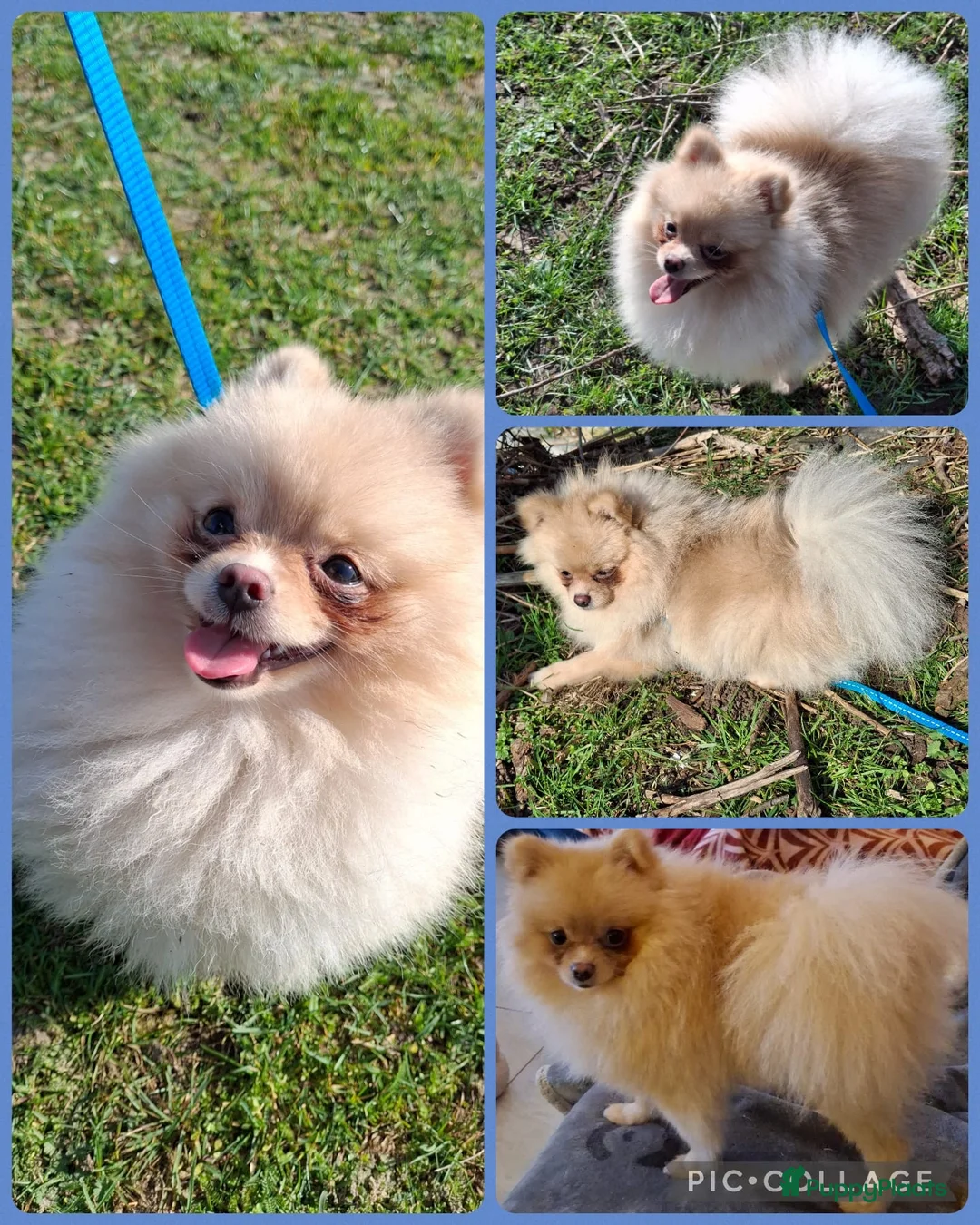 Kruising honden te koop: Mooie havapom (havanezer/pomeriaan) pups - Advertentie 8