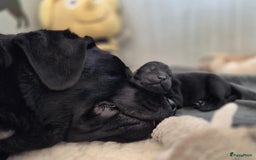 Labrador Retriever honden te koop: Zwarte en gele labrador pups met stamboom - Afbeelding 3