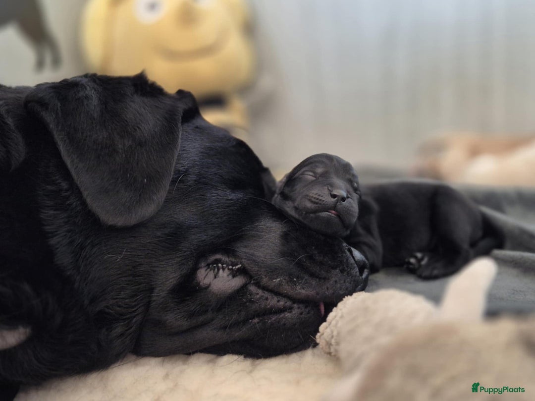 Labrador Retriever honden te koop: Zwarte en gele labrador pups met stamboom - Afbeelding 3