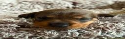 Ruwhaar Teckel honden te koop: Ruwharige teckelpups lief karakter en jachtpassie - Advertentie 10