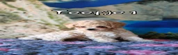 Kruising honden te koop: Bischpoo/Poochon pups te koop  - Advertentie 6
