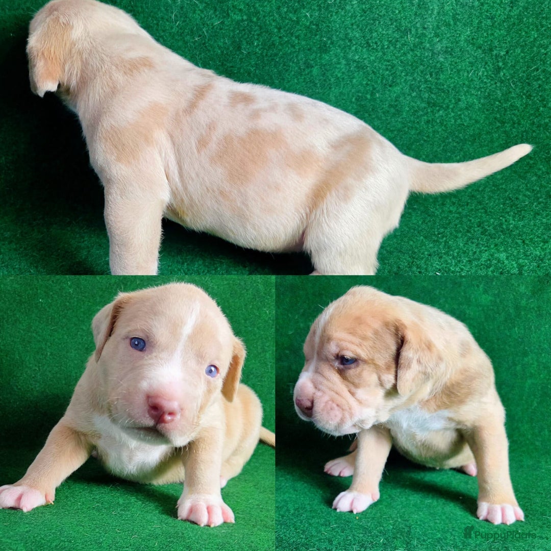 Amerikaanse Bully honden te koop: ABKC XL Meets DBKC XXl - Advertentie 10