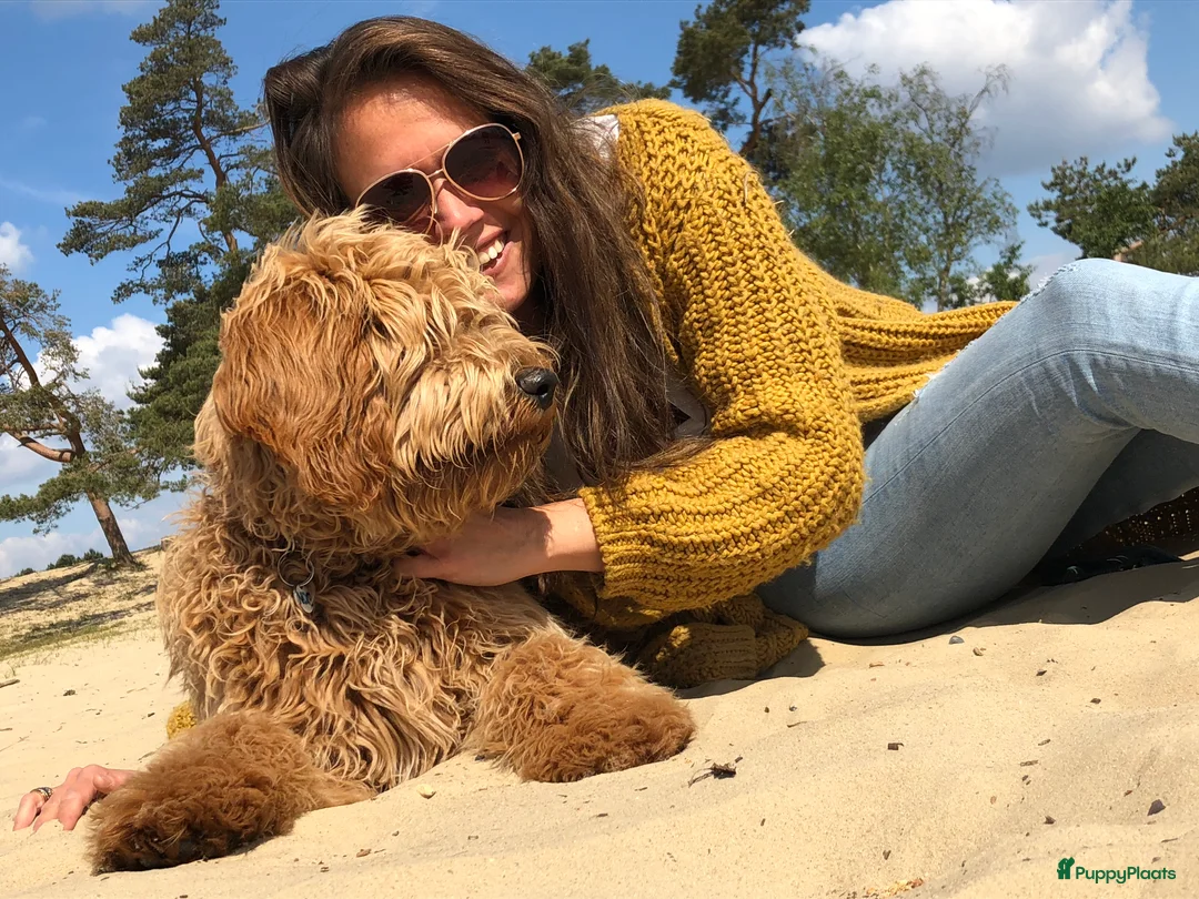 Labradoodle honden ter dekking: KNAPPE AUSTRALIAN LABRADOODLE DEKREU PUK in Breda - Advertentie 2