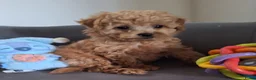 Poedel Toy honden te koop: toypoedel reu pups beschikbaar  - Advertentie 6