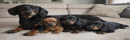 Teckel (korthaar)  honden te koop: Teckel puppy’s in Maastricht - Advertentie 1
