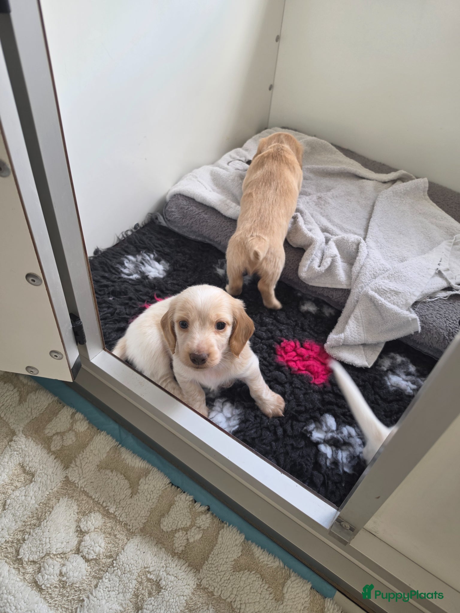 Teckel (langhaar) honden Prachtige Piebald langhaar reutjes beschikbaar - Advertentie 1