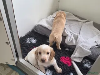 Teckel (langhaar) honden Prachtige Piebald langhaar reutjes beschikbaar - Advertentie 4