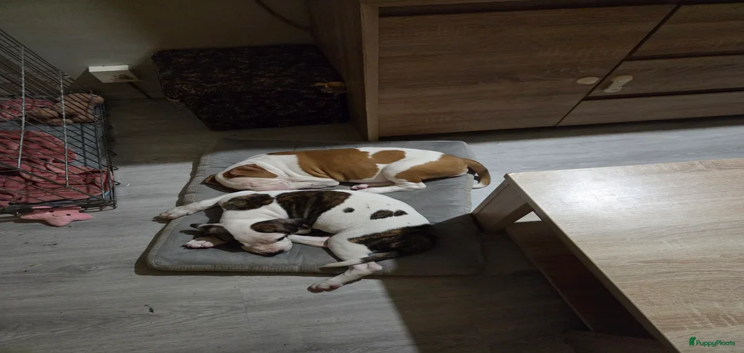 Galerij afbeelding {{count}}