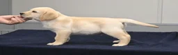 Labrador Retriever honden te koop: Knappe Labrador pups met stamboom ! - Advertentie 7