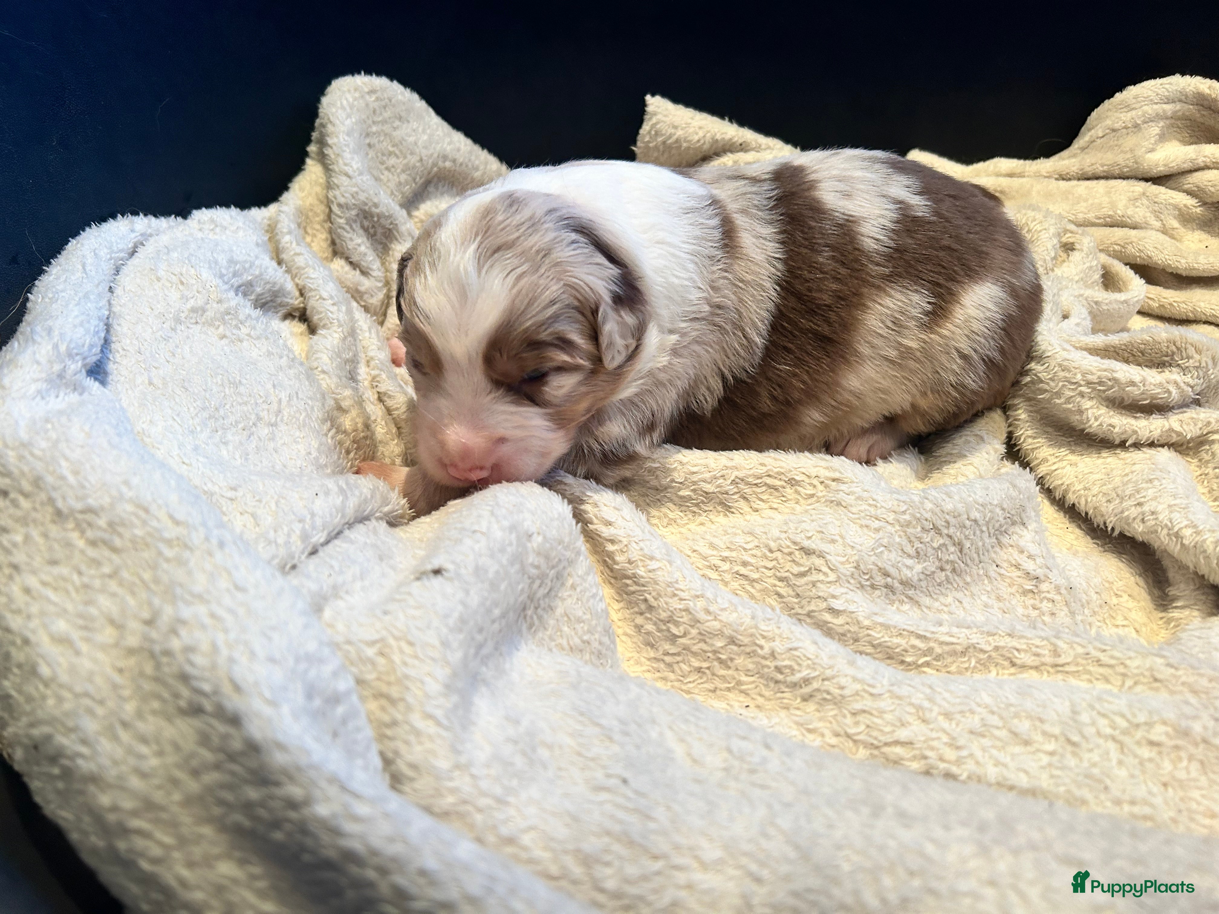 Australian Shepherd honden 100% raszuivere Australian Sheperd pups - Advertentie 2