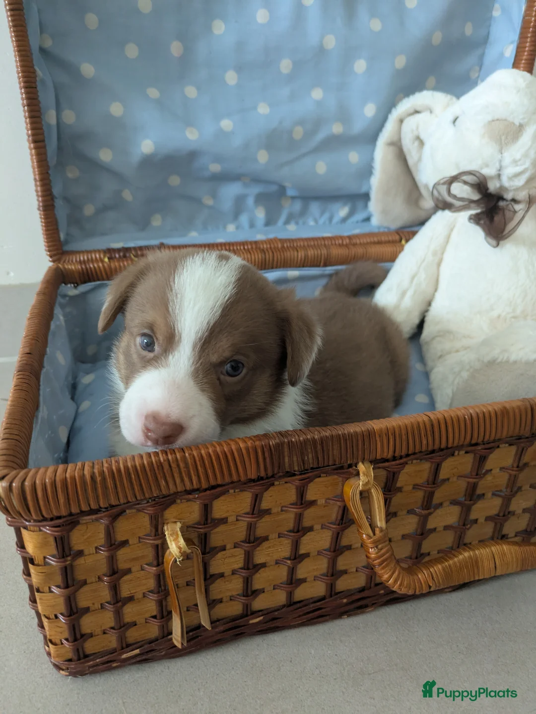 Welsh Corgi Cardigan honden te koop: Welsh Corgi Cardigan pups te Nieuwerkerken België - Advertentie 5