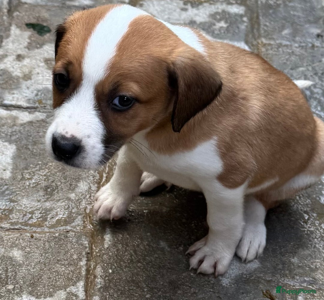 Kruising honden ter adoptie: eefje wie zoekt een  heel lief hondje?  - Advertentie 4