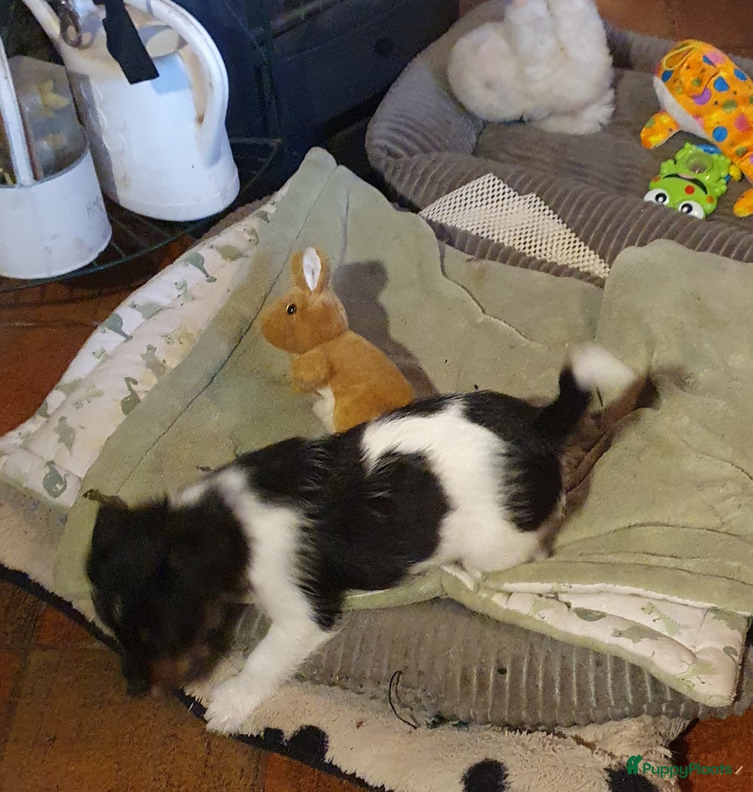 Jack Russel Terriër honden te koop: Lieve ruwharige JACK RUSSELTJES Laagbenig, dď - Afbeelding 30