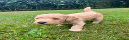 Labradoodle honden te koop: Prachtige medium labradoodle pups te koop in Breda - Advertentie 2