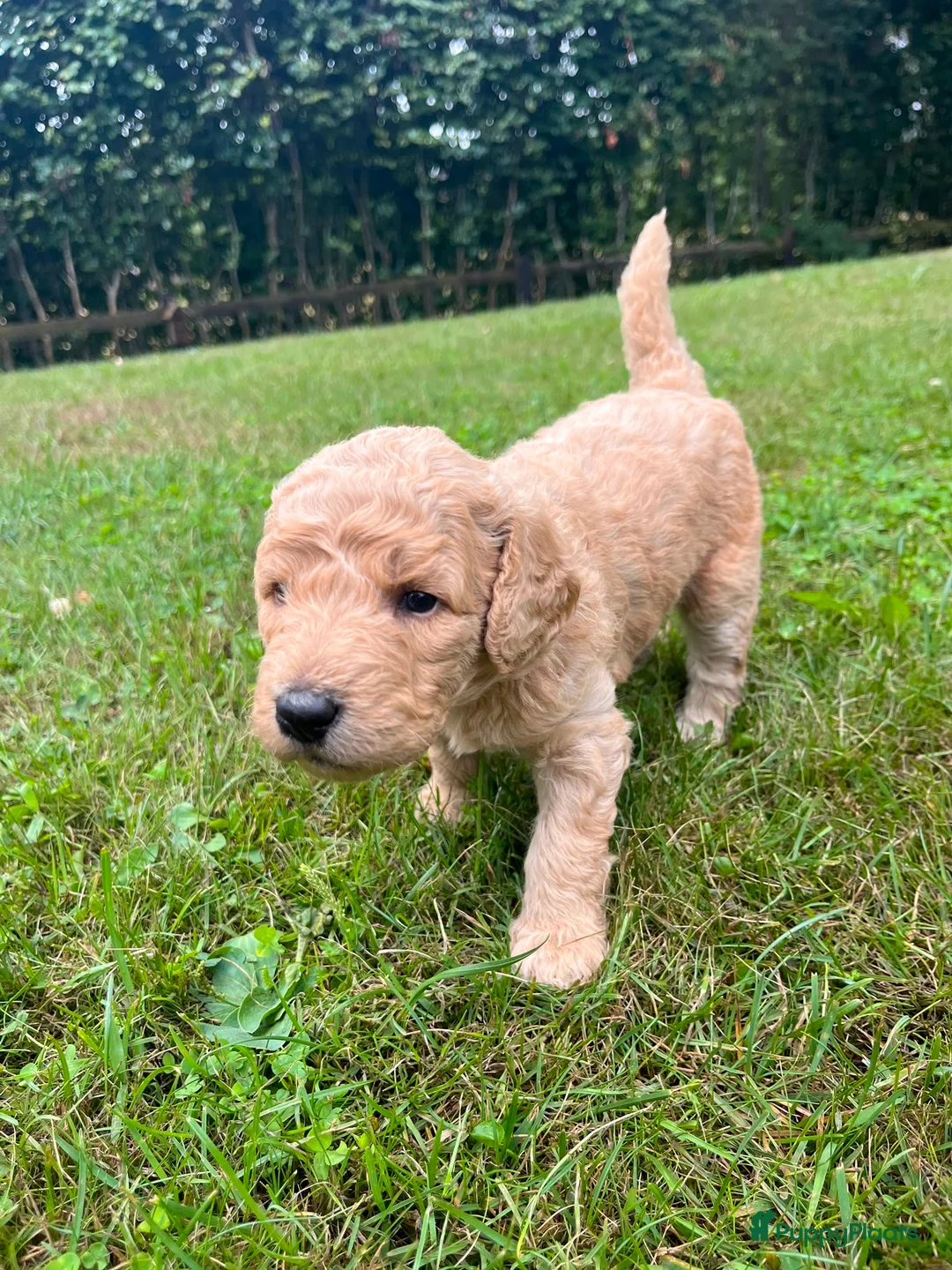 Labradoodle honden te koop: Prachtige medium labradoodle pups te koop in Breda - Advertentie 2