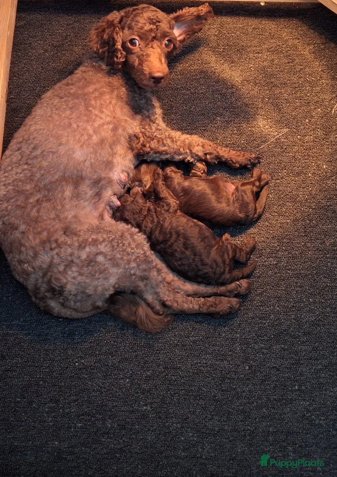 Poedel Toy honden te koop: Schitterende toypoedel pups in Barneveld - Advertentie 10